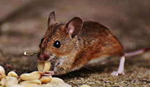 24 Hour & Emergency Exterminators in Baiting Hollow, NY
